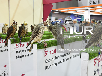 Falcons are on display during the 8th edition of the Katara International Hunting and Falcons Exhibition 2024 (S'hail) at Katara Cultural Vi...