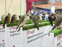 Falcons are on display during the 8th edition of the Katara International Hunting and Falcons Exhibition 2024 (S'hail) at Katara Cultural Vi...