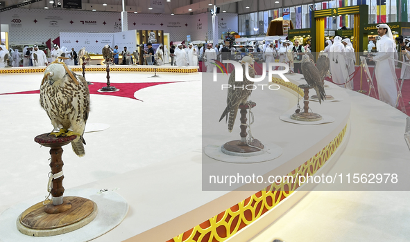 Visitors look at perched falcons while hooded during the 8th edition of the Katara International Hunting and Falcons Exhibition 2024 (S'hail...