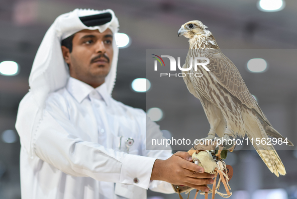 An exhibitor shows a falcon during the 8th edition of the Katara International Hunting and Falcons Exhibition 2024 (S'hail) at Katara Cultur...