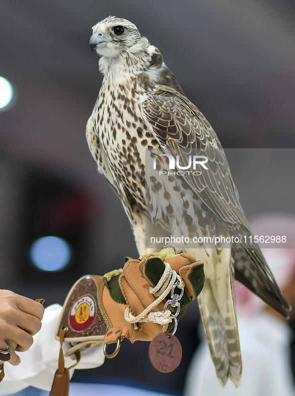 An exhibitor shows a falcon during the 8th edition of the Katara International Hunting and Falcons Exhibition 2024 (S'hail) at Katara Cultur...