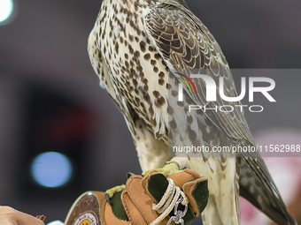 An exhibitor shows a falcon during the 8th edition of the Katara International Hunting and Falcons Exhibition 2024 (S'hail) at Katara Cultur...