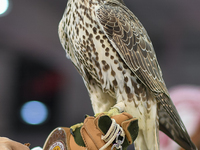 An exhibitor shows a falcon during the 8th edition of the Katara International Hunting and Falcons Exhibition 2024 (S'hail) at Katara Cultur...