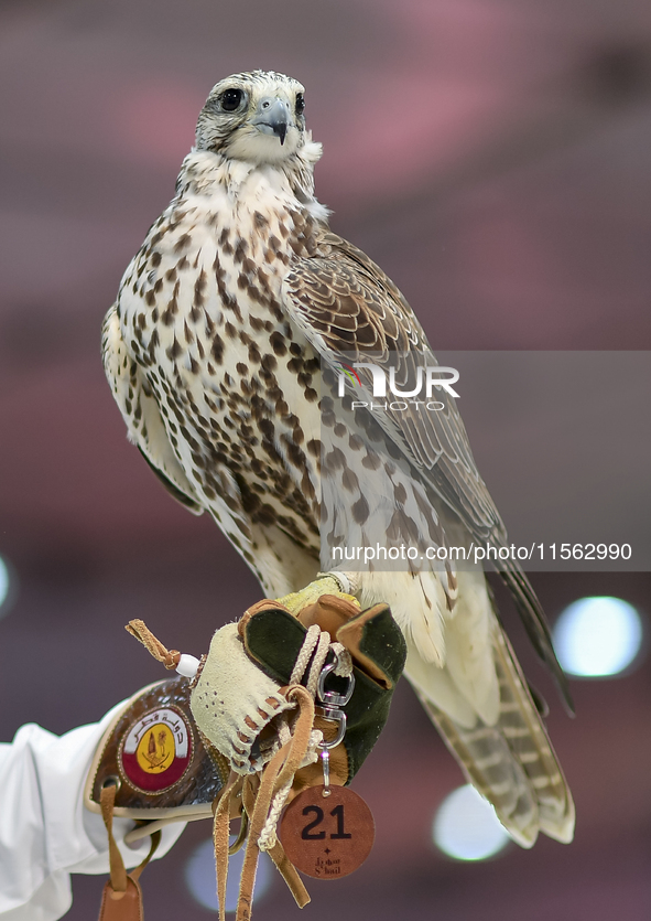 An exhibitor shows a falcon during the 8th edition of the Katara International Hunting and Falcons Exhibition 2024 (S'hail) at Katara Cultur...