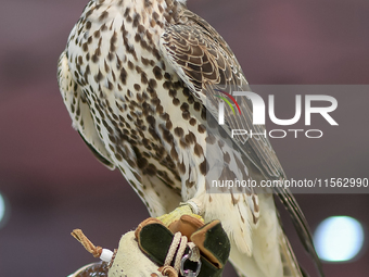 An exhibitor shows a falcon during the 8th edition of the Katara International Hunting and Falcons Exhibition 2024 (S'hail) at Katara Cultur...