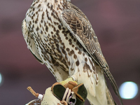 An exhibitor shows a falcon during the 8th edition of the Katara International Hunting and Falcons Exhibition 2024 (S'hail) at Katara Cultur...