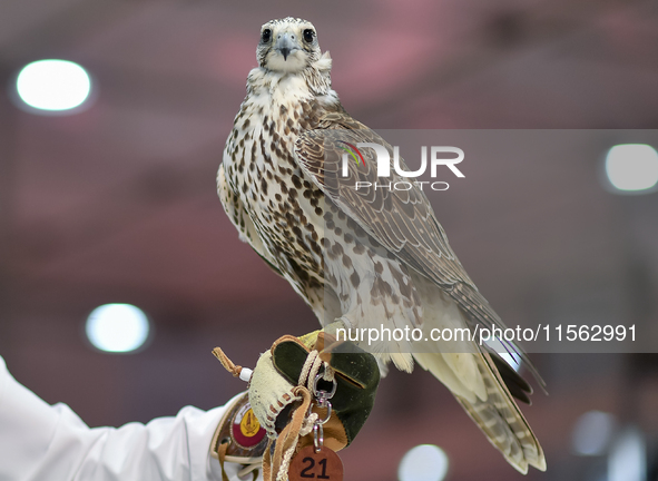 An exhibitor shows a falcon during the 8th edition of the Katara International Hunting and Falcons Exhibition 2024 (S'hail) at Katara Cultur...