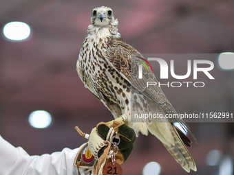 An exhibitor shows a falcon during the 8th edition of the Katara International Hunting and Falcons Exhibition 2024 (S'hail) at Katara Cultur...