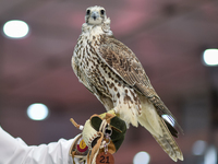 An exhibitor shows a falcon during the 8th edition of the Katara International Hunting and Falcons Exhibition 2024 (S'hail) at Katara Cultur...