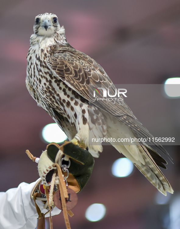 An exhibitor shows a falcon during the 8th edition of the Katara International Hunting and Falcons Exhibition 2024 (S'hail) at Katara Cultur...