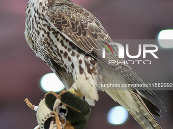 An exhibitor shows a falcon during the 8th edition of the Katara International Hunting and Falcons Exhibition 2024 (S'hail) at Katara Cultur...