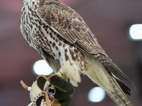 An exhibitor shows a falcon during the 8th edition of the Katara International Hunting and Falcons Exhibition 2024 (S'hail) at Katara Cultur...