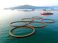 A photo taken on September 10, 2024, shows the experimental field of a far-reaching marine aquaculture project in Fuzhou, Fujian province, C...