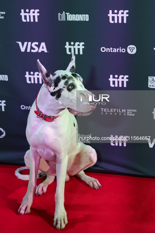 Bing the Dog attends the premiere of 'The Friend' during the 2024 Toronto International Film Festival at Roy Thomson Hall in Toronto, Canada...