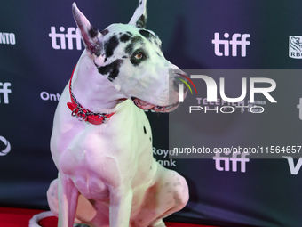 Bing the Dog attends the premiere of 'The Friend' during the 2024 Toronto International Film Festival at Roy Thomson Hall in Toronto, Canada...