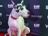 Bing the Dog attends the premiere of 'The Friend' during the 2024 Toronto International Film Festival at Roy Thomson Hall in Toronto, Canada...