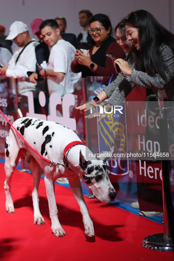 Bing the Dog attends the premiere of 'The Friend' during the 2024 Toronto International Film Festival at Roy Thomson Hall in Toronto, Canada...