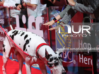 Bing the Dog attends the premiere of 'The Friend' during the 2024 Toronto International Film Festival at Roy Thomson Hall in Toronto, Canada...