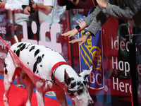 Bing the Dog attends the premiere of 'The Friend' during the 2024 Toronto International Film Festival at Roy Thomson Hall in Toronto, Canada...