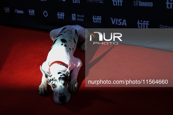 Bing the Dog attends the premiere of 'The Friend' during the 2024 Toronto International Film Festival at Roy Thomson Hall in Toronto, Canada...