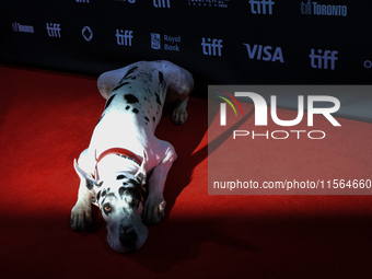 Bing the Dog attends the premiere of 'The Friend' during the 2024 Toronto International Film Festival at Roy Thomson Hall in Toronto, Canada...