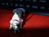 Bing the Dog attends the premiere of 'The Friend' during the 2024 Toronto International Film Festival at Roy Thomson Hall in Toronto, Canada...