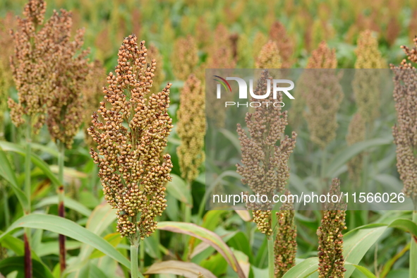 Common Sorgo Cereal in Clonas, Isere, France, on September 11, 2024. 