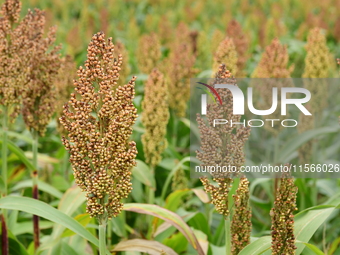 Common Sorgo Cereal in Clonas, Isere, France, on September 11, 2024. (