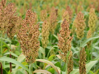 Common Sorgo Cereal in Clonas, Isere, France, on September 11, 2024. (