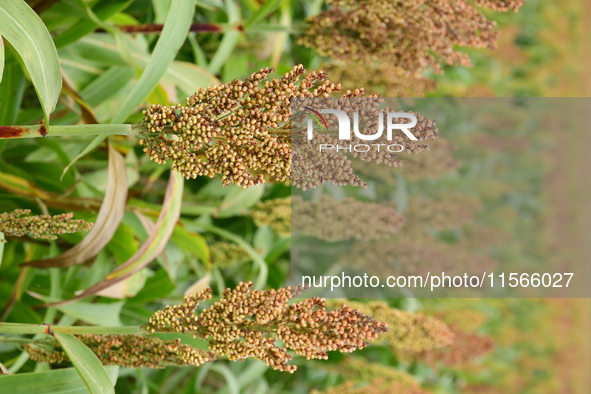 Common Sorgo Cereal in Clonas, Isere, France, on September 11, 2024. 