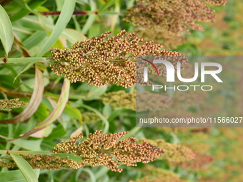 Common Sorgo Cereal in Clonas, Isere, France, on September 11, 2024. (