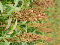 Common Sorgo Cereal in Clonas, Isere, France, on September 11, 2024. (