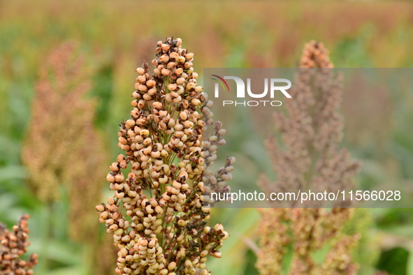 Common Sorgo Cereal in Clonas, Isere, France, on September 11, 2024. 