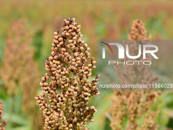 Common Sorgo Cereal in Clonas, Isere, France, on September 11, 2024. (