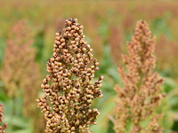 Common Sorgo Cereal in Clonas, Isere, France, on September 11, 2024. (