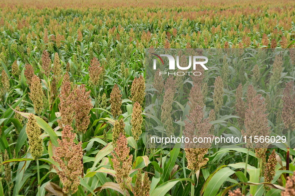 Common Sorgo Cereal in Clonas, Isere, France, on September 11, 2024. 