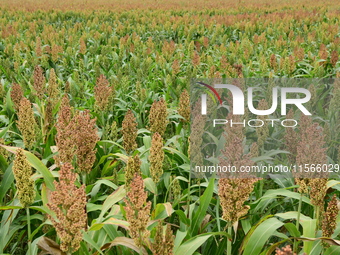 Common Sorgo Cereal in Clonas, Isere, France, on September 11, 2024. (