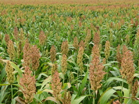 Common Sorgo Cereal in Clonas, Isere, France, on September 11, 2024. (