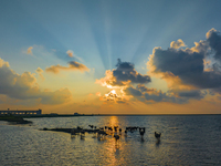 A group of elk, a Class I national wildlife protection animal, play on a beach in Yancheng, China, on September 10, 2024. (