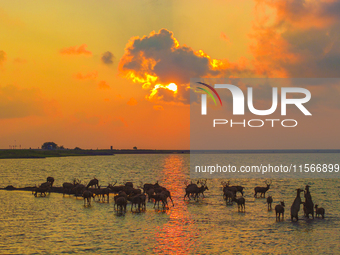 A group of elk, a Class I national wildlife protection animal, play on a beach in Yancheng, China, on September 10, 2024. (