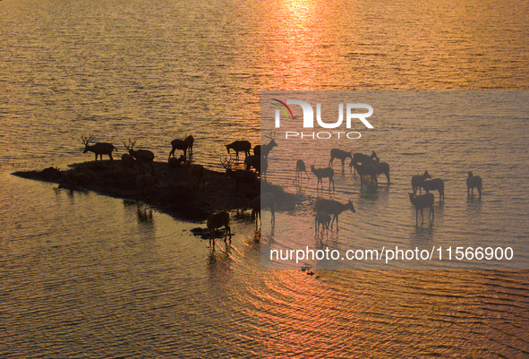 A group of elk, a Class I national wildlife protection animal, play on a beach in Yancheng, China, on September 10, 2024. 