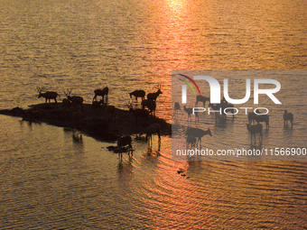 A group of elk, a Class I national wildlife protection animal, play on a beach in Yancheng, China, on September 10, 2024. (