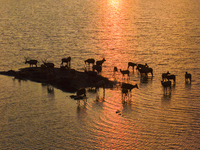 A group of elk, a Class I national wildlife protection animal, play on a beach in Yancheng, China, on September 10, 2024. (