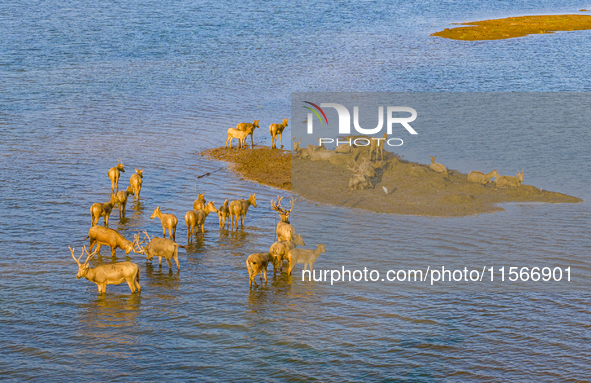 A group of elk, a Class I national wildlife protection animal, play on a beach in Yancheng, China, on September 10, 2024. 