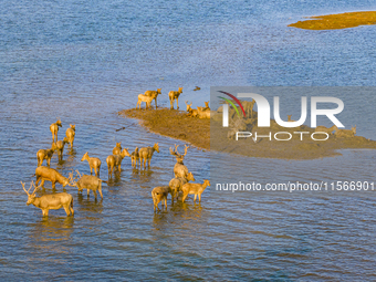 A group of elk, a Class I national wildlife protection animal, play on a beach in Yancheng, China, on September 10, 2024. (