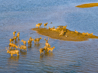 A group of elk, a Class I national wildlife protection animal, play on a beach in Yancheng, China, on September 10, 2024. (