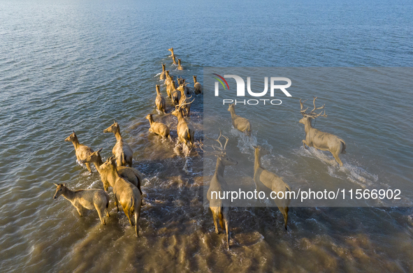 A group of elk, a Class I national wildlife protection animal, play on a beach in Yancheng, China, on September 10, 2024. 