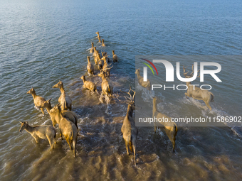 A group of elk, a Class I national wildlife protection animal, play on a beach in Yancheng, China, on September 10, 2024. (