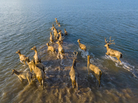 A group of elk, a Class I national wildlife protection animal, play on a beach in Yancheng, China, on September 10, 2024. (