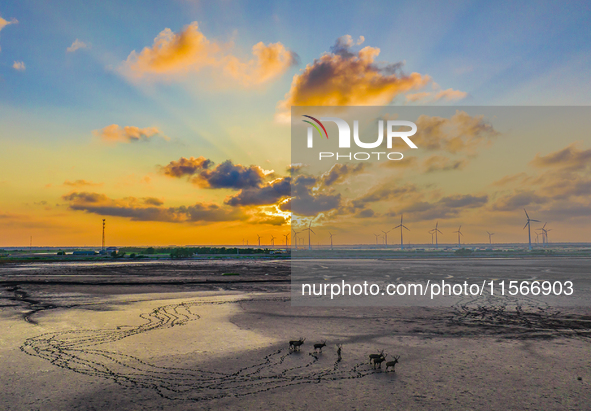 A group of elk, a Class I national wildlife protection animal, play on a beach in Yancheng, China, on September 10, 2024. 